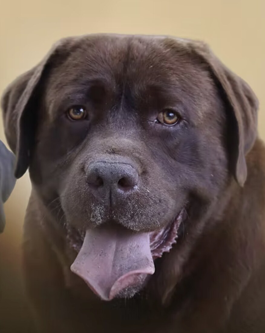 AKC Champion Paradocs Last Call (Brew)