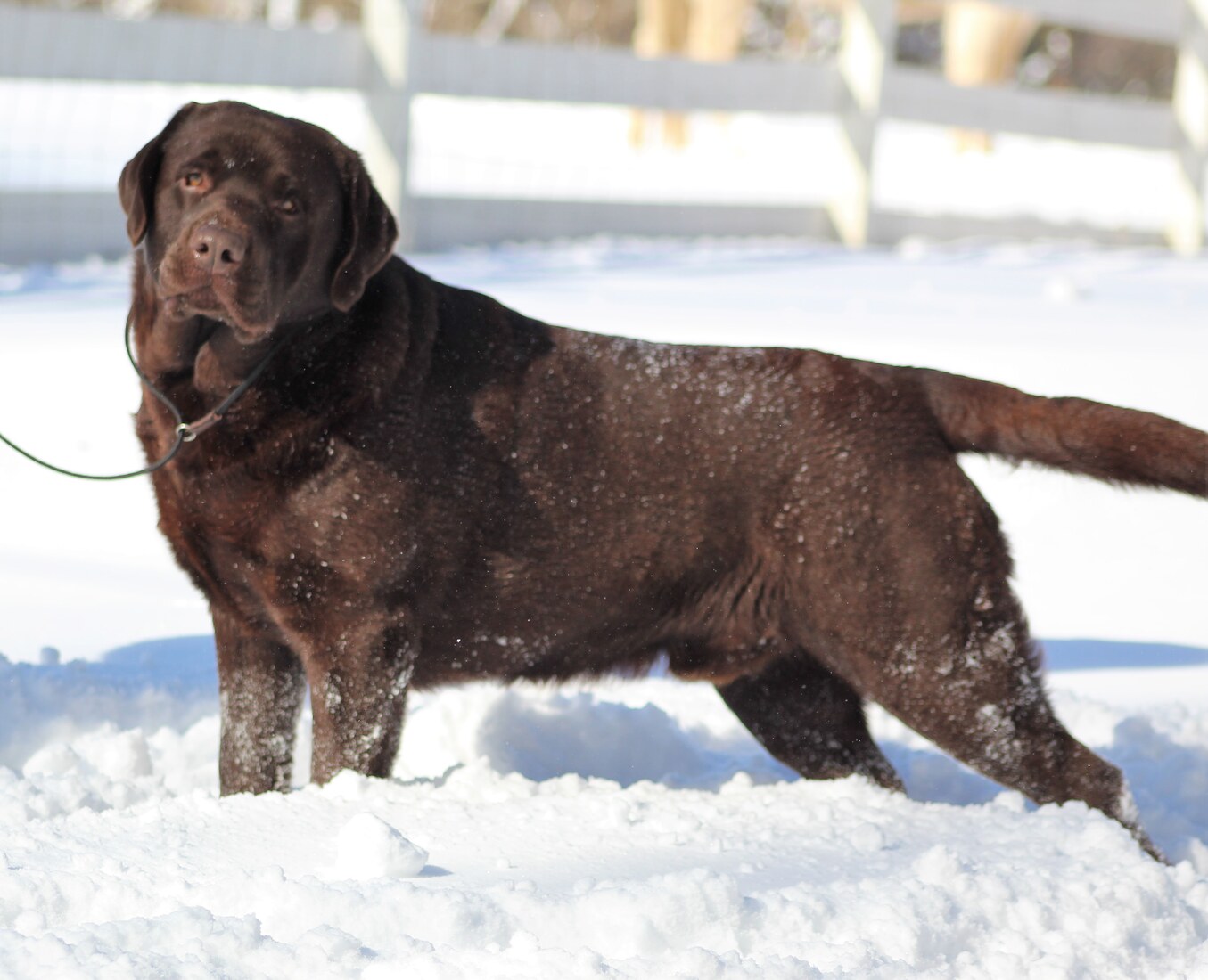 AKC CH UKC RBIS CH Rimfire's Who Need's A Wingman (Mojo)