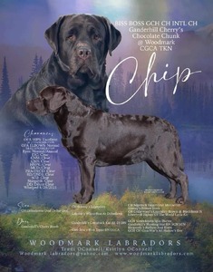 BISS BOSS GCH CH INTL CH Ganderhills Cherry's Chocolate Chunk @ Woodmark CGCA TKN (Chip)
