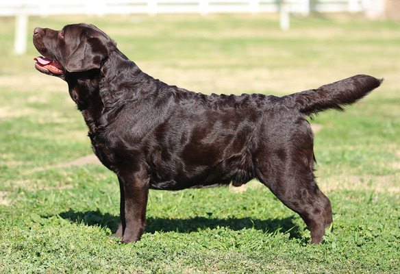 AKC Champion St John's Man Of The Cloth Amos Moses (Amos)
