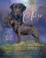 BISS BOSS GCH CH INTL CH Ganderhills Cherry's Chocolate Chunk @ Woodmark CGCA TKN (Chip)