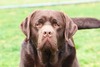 AKC Grand Champion Infinity's Legendary Warrior (Hero)