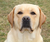 AKC Grand Champion Bronze CH Infinity's No Fly Zone (Morris)