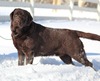AKC CH UKC RBIS CH Rimfire's Who Need's A Wingman (Mojo)